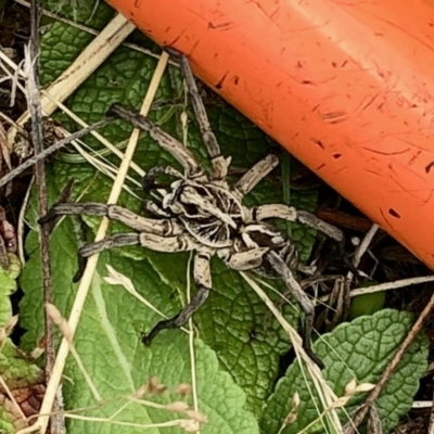 Tasmanicosa sp. (genus) (Tasmanicosa wolf spider) at Rendezvous Creek, ACT - 13 Mar 2021 by KMcCue