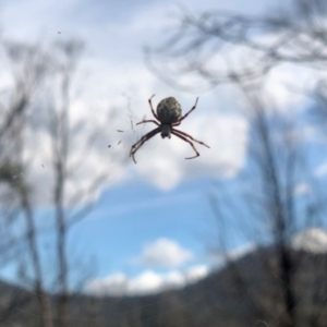 Araneus hamiltoni at Rendezvous Creek, ACT - 13 Mar 2021 02:43 PM