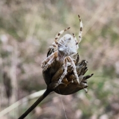 Araneinae (subfamily) (Orb weaver) at Rendezvous Creek, ACT - 13 Mar 2021 by KMcCue