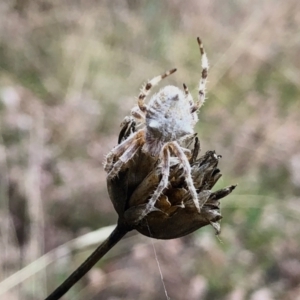 Araneinae (subfamily) at Rendezvous Creek, ACT - 13 Mar 2021