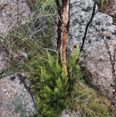 Exocarpos cupressiformis (Cherry Ballart) at Rendezvous Creek, ACT - 13 Mar 2021 by KMcCue