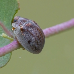 Paropsisterna m-fuscum at Googong, NSW - 24 Feb 2021