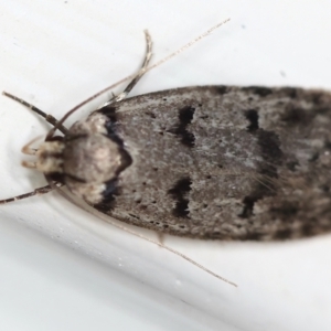 Scatochresis episema at Ainslie, ACT - 12 Mar 2021 09:10 PM