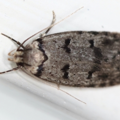 Scatochresis episema (A scat moth) at Ainslie, ACT - 12 Mar 2021 by jb2602