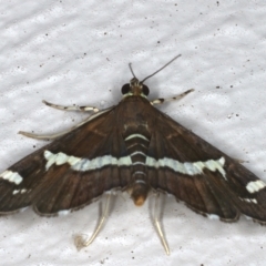 Spoladea recurvalis (Beet Webworm) at Ainslie, ACT - 12 Mar 2021 by jb2602