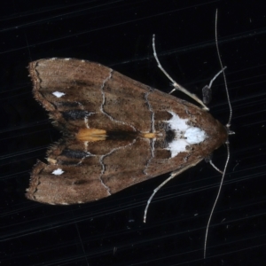 Arrade leucocosmalis at Ainslie, ACT - 12 Mar 2021