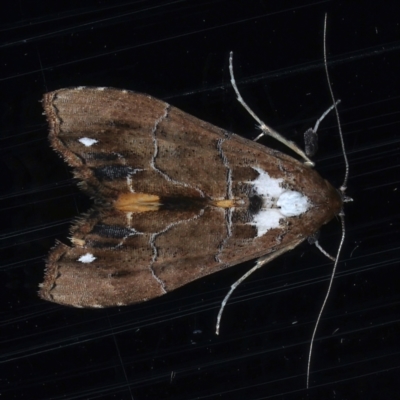 Arrade leucocosmalis (A Hypeninae moth) at Ainslie, ACT - 12 Mar 2021 by jb2602