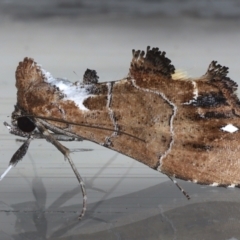 Arrade leucocosmalis at Ainslie, ACT - 12 Mar 2021