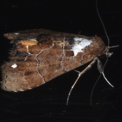 Arrade leucocosmalis at Ainslie, ACT - 12 Mar 2021 11:10 PM