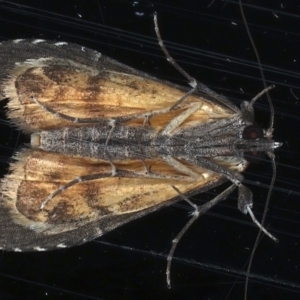 Arrade leucocosmalis at Ainslie, ACT - 12 Mar 2021