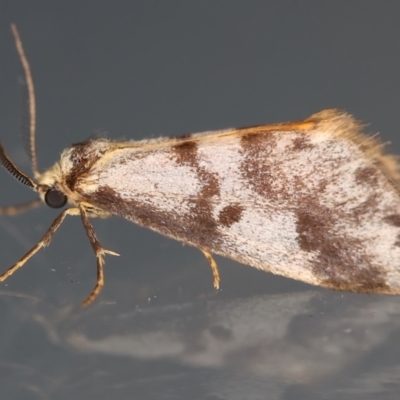 Anestia (genus) (A tiger moth) at Ainslie, ACT - 12 Mar 2021 by jb2602