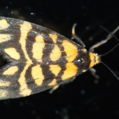 Asura lydia (Lydia Lichen Moth) at Ainslie, ACT - 13 Mar 2021 by jb2602