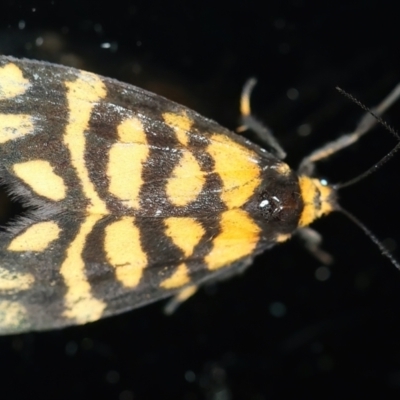 Asura lydia (Lydia Lichen Moth) at Ainslie, ACT - 12 Mar 2021 by jbromilow50