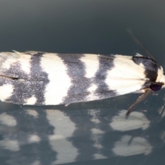 Thallarcha trissomochla (Yellow Crossed Footman) at Ainslie, ACT - 12 Mar 2021 by jb2602