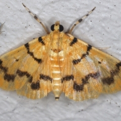 Dichocrocis clytusalis (Kurrajong Leaf-tier, Kurrajong Bag Moth) at Ainslie, ACT - 12 Mar 2021 by jb2602