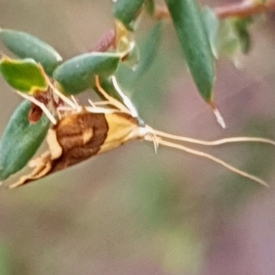 Crocanthes glycina (Crocanthes glycina) at Cook, ACT - 11 Mar 2021 by drakes