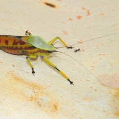 Metholce nigritarsis at Pialligo, ACT - 5 Feb 2011 04:54 PM