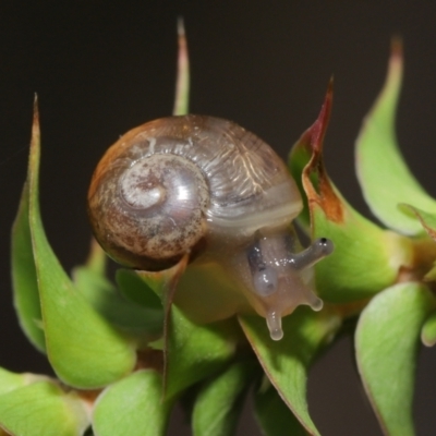 Cornu aspersum (Common Garden Snail) at ANBG - 11 Mar 2021 by TimL