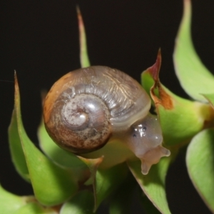 Cornu aspersum at Acton, ACT - 12 Mar 2021