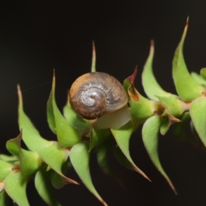 Cornu aspersum at Acton, ACT - 12 Mar 2021