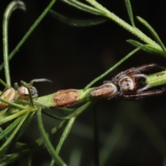 Opisthoncus sp. (genus) (Unidentified Opisthoncus jumping spider) at ANBG - 26 Feb 2021 by TimL