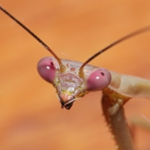 Pseudomantis albofimbriata at Evatt, ACT - 7 Mar 2021