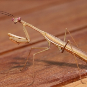 Pseudomantis albofimbriata at Evatt, ACT - 7 Mar 2021