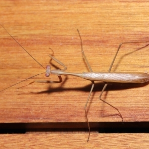 Pseudomantis albofimbriata at Evatt, ACT - 7 Mar 2021