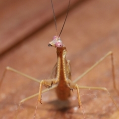 Pseudomantis albofimbriata at Evatt, ACT - 7 Mar 2021