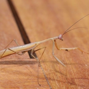 Pseudomantis albofimbriata at Evatt, ACT - 7 Mar 2021