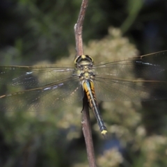 Hemicordulia tau at Acton, ACT - 26 Feb 2021