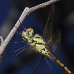 Hemicordulia tau at Acton, ACT - 26 Feb 2021