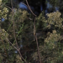 Hemicordulia tau at Acton, ACT - 26 Feb 2021