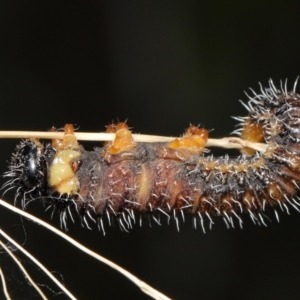 Perginae sp. (subfamily) at Acton, ACT - 21 Feb 2021