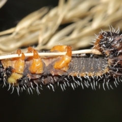 Perginae sp. (subfamily) at Acton, ACT - 21 Feb 2021