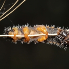 Perginae sp. (subfamily) at Acton, ACT - 21 Feb 2021