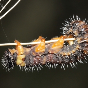 Perginae sp. (subfamily) at Acton, ACT - 21 Feb 2021