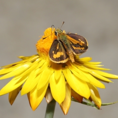 Ocybadistes walkeri (Green Grass-dart) at Acton, ACT - 26 Feb 2021 by TimL