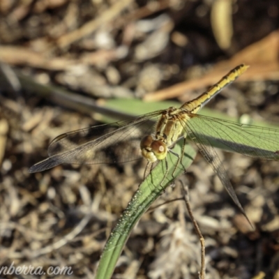 Diplacodes bipunctata (Wandering Percher) at Tennent, ACT - 20 Feb 2021 by BIrdsinCanberra