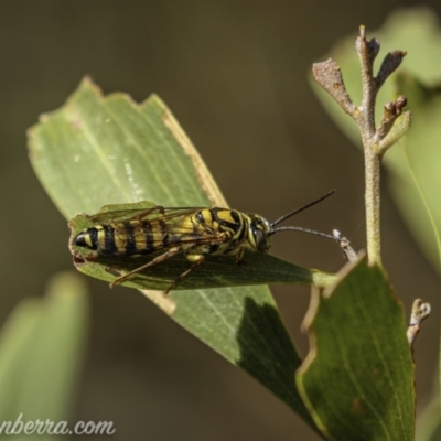 Tiphiidae (family) (Unidentified Smooth flower wasp) at Paddys River, ACT - 20 Feb 2021 by BIrdsinCanberra