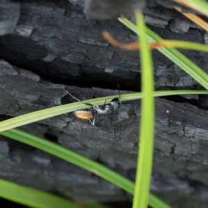 Camponotus aeneopilosus at O'Connor, ACT - 12 Mar 2021