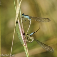 Ischnura heterosticta at Paddys River, ACT - 28 Feb 2021