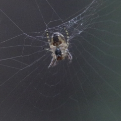 Phonognatha graeffei (Leaf Curling Spider) at O'Connor, ACT - 12 Mar 2021 by ConBoekel