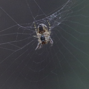 Phonognatha graeffei at O'Connor, ACT - 12 Mar 2021