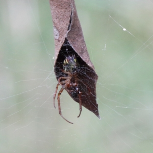 Phonognatha graeffei at O'Connor, ACT - 12 Mar 2021