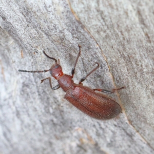 Lagriini sp. (tribe) at O'Connor, ACT - 12 Mar 2021 11:56 AM