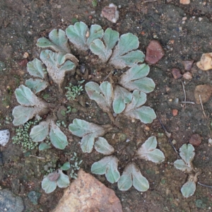 Riccia sp. (genus) at O'Connor, ACT - 12 Mar 2021 12:00 PM