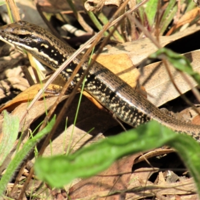 Eulamprus heatwolei (Yellow-bellied Water Skink) at Cotter River, ACT - 13 Mar 2021 by Sarah2019