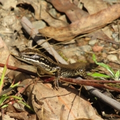 Eulamprus heatwolei at Cotter River, ACT - 13 Mar 2021 11:42 AM