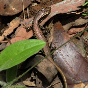 Eulamprus heatwolei at Cotter River, ACT - 13 Mar 2021